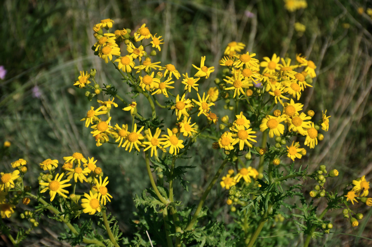 Изображение особи Senecio vernalis.