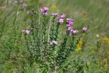 Linum hypericifolium