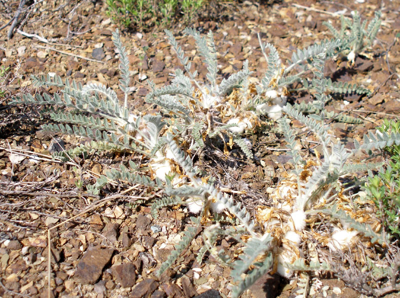 Image of Astragalus testiculatus specimen.