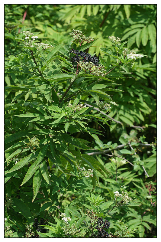 Image of Sambucus ebulus specimen.