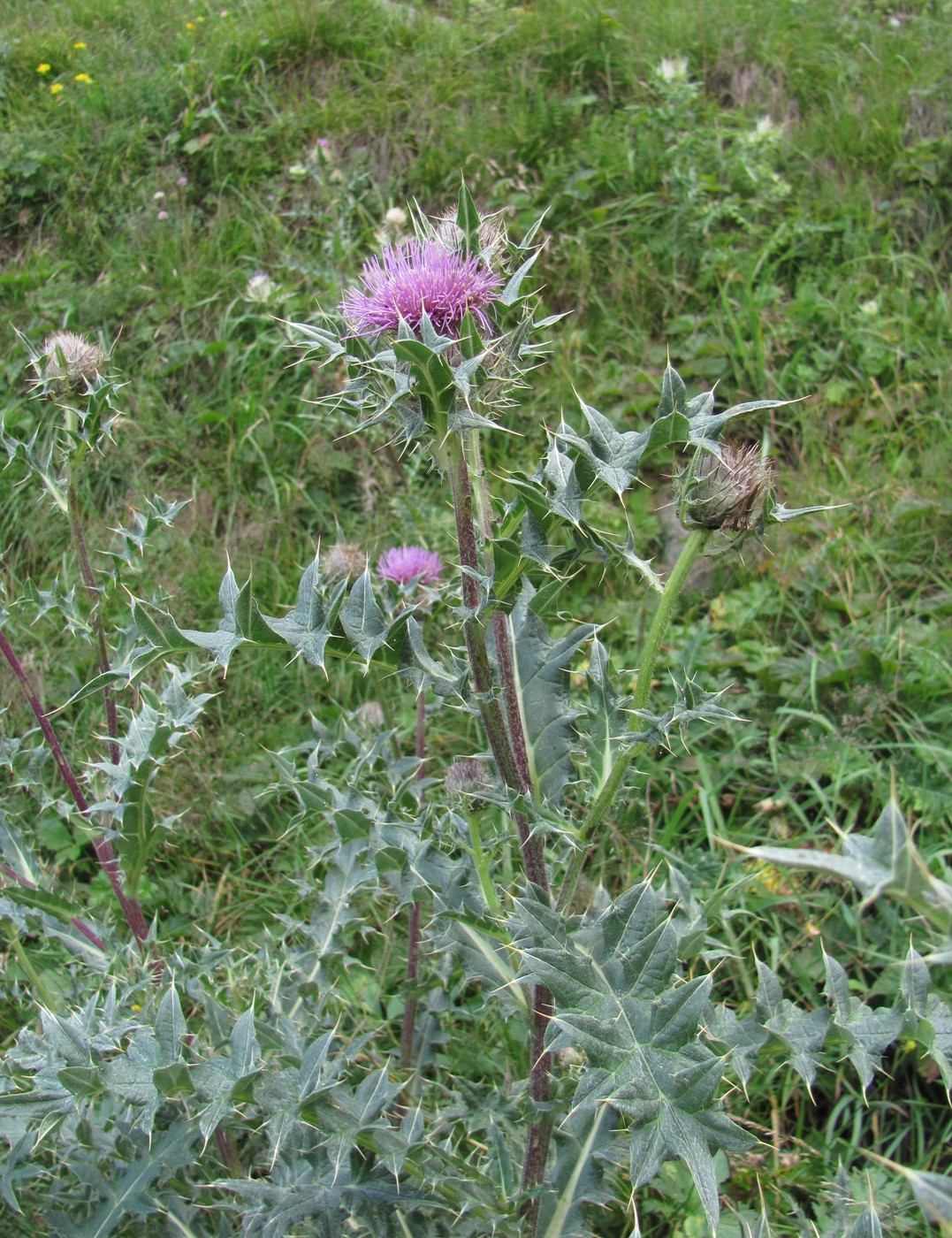 Image of Cirsium balkharicum specimen.