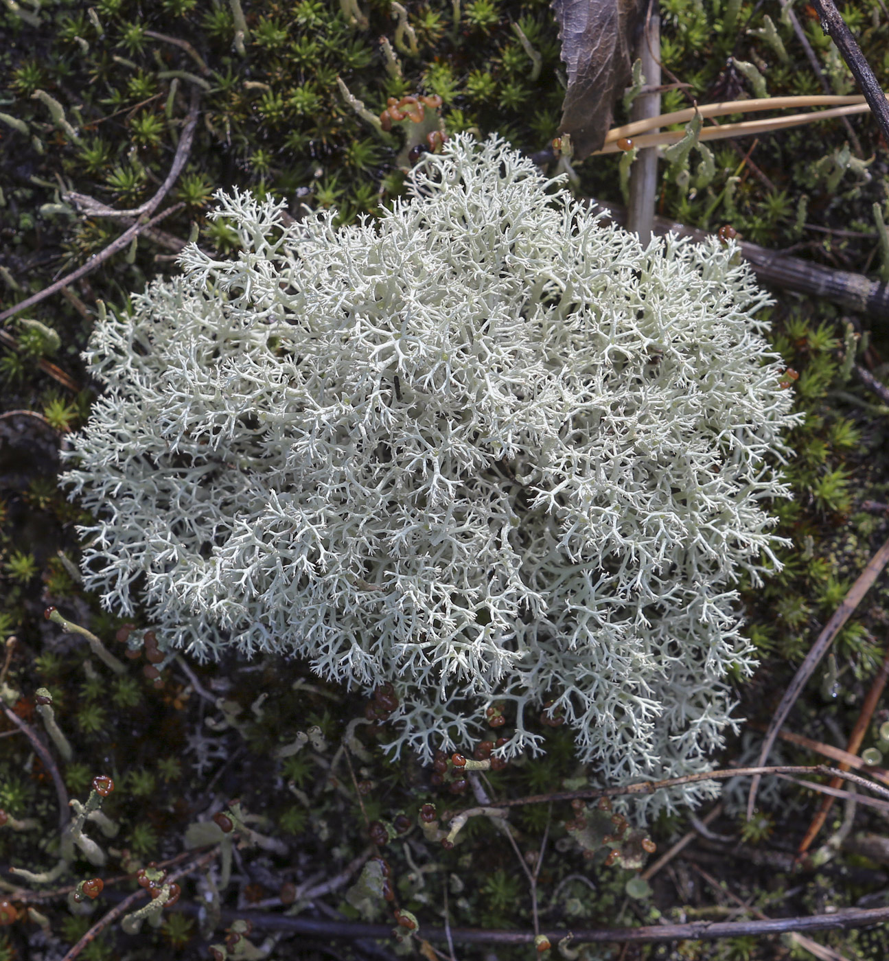 Изображение особи род Cladonia.