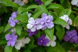 Brunfelsia pauciflora. Цветки и листья. Израиль, г. Бат-Ям, в культуре. 19.04.2022.