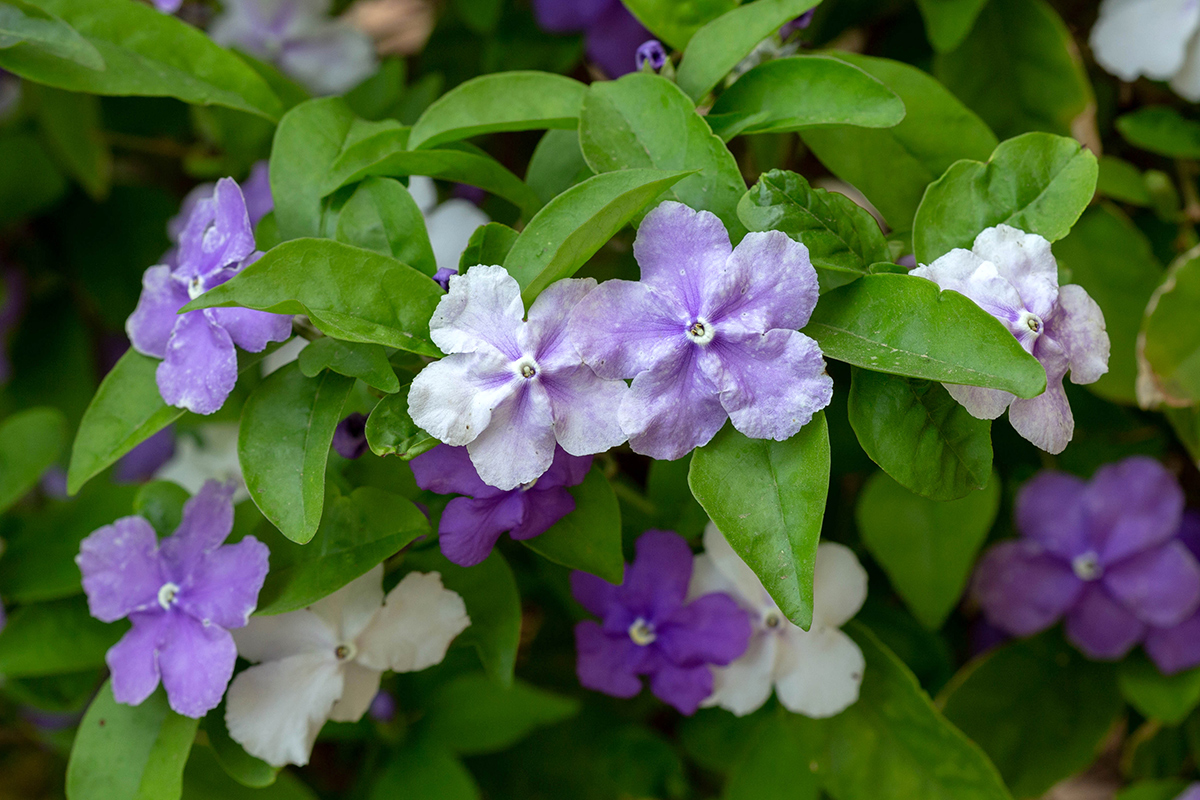 Image of Brunfelsia pauciflora specimen.