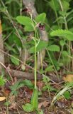 Ophrys mammosa. Цветущее растение. Дагестан, Дербентский р-н, 3 км ЮЗ с. Геджух, луговая степь, среди кустарников. 6 мая 2022 г.