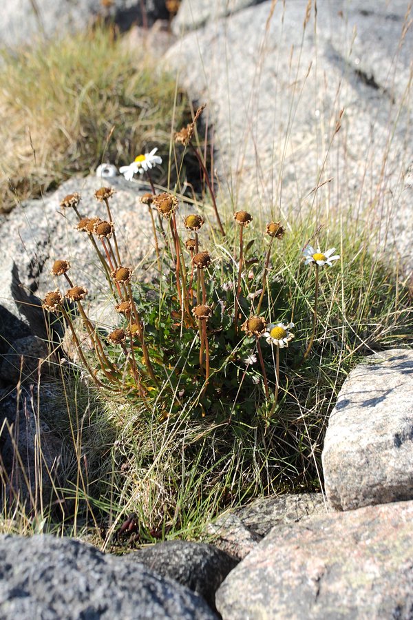 Image of Arctanthemum hultenii specimen.