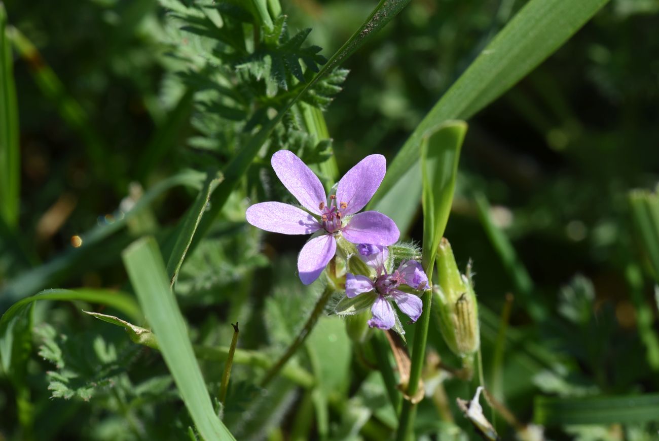 Изображение особи род Erodium.