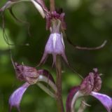 Himantoglossum comperianum. Цветок. Крым, Бахчисарайский р-н, окр. пгт Куйбышево, лес на склоне горы. 26.05.2022.