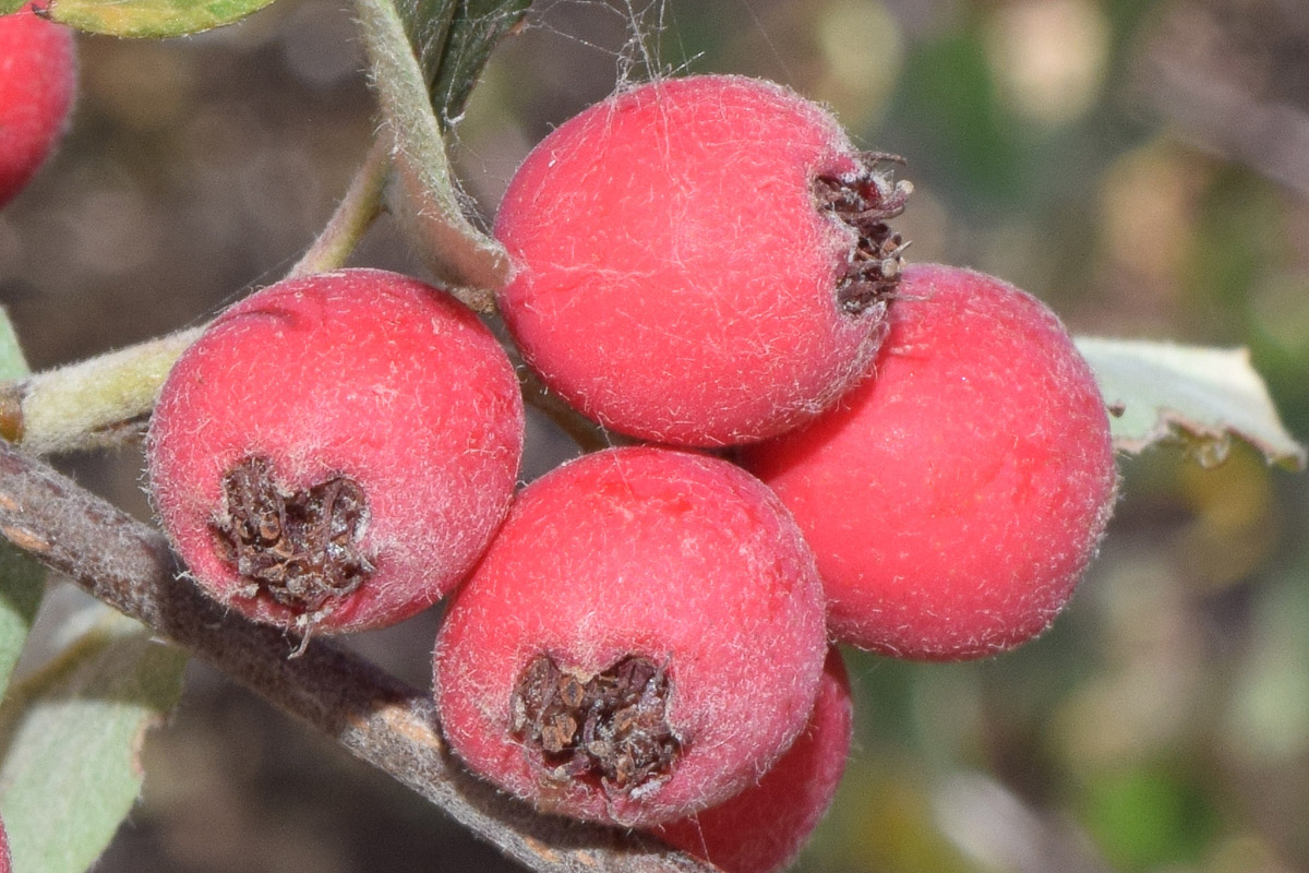 Image of Cotoneaster soongoricus specimen.