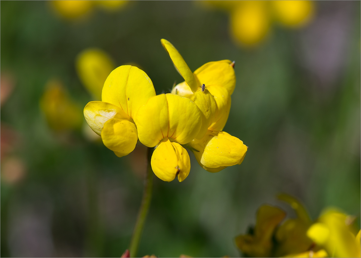 Image of genus Lotus specimen.