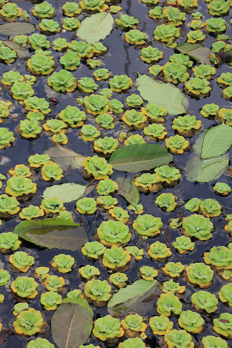 Изображение особи Pistia stratiotes.