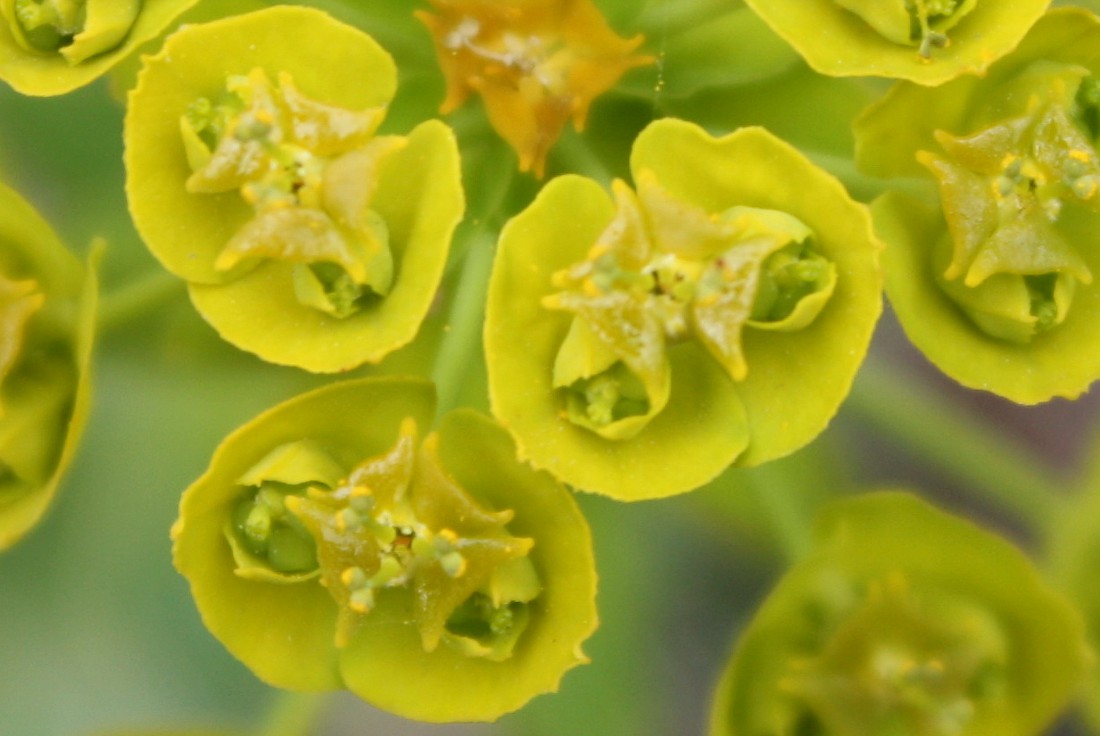 Изображение особи Euphorbia agraria.