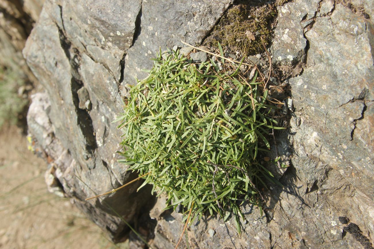 Изображение особи семейство Caryophyllaceae.