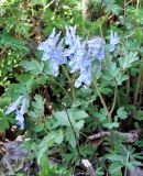 Corydalis turtschaninovii