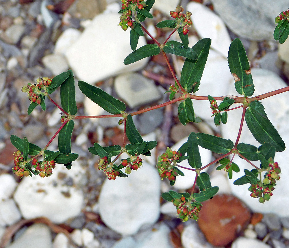 Image of Euphorbia nutans specimen.