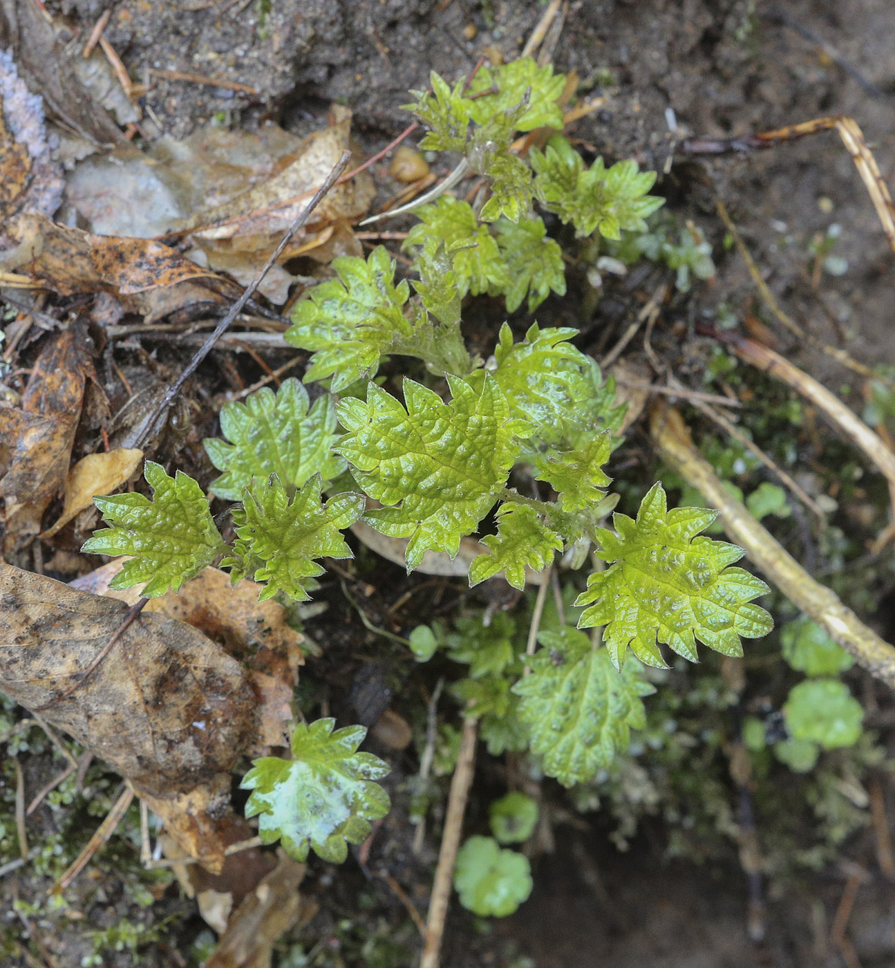 Изображение особи Urtica dioica.