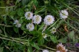 Trifolium ambiguum