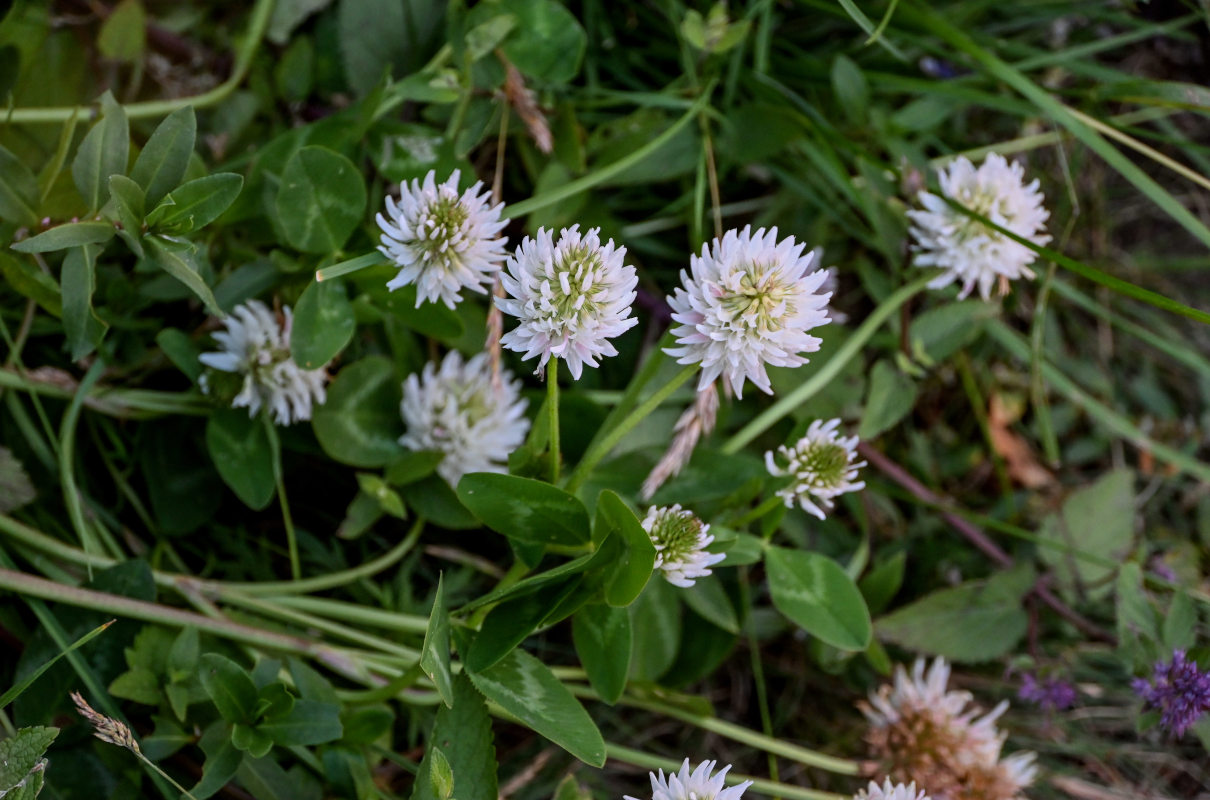 Image of Trifolium ambiguum specimen.