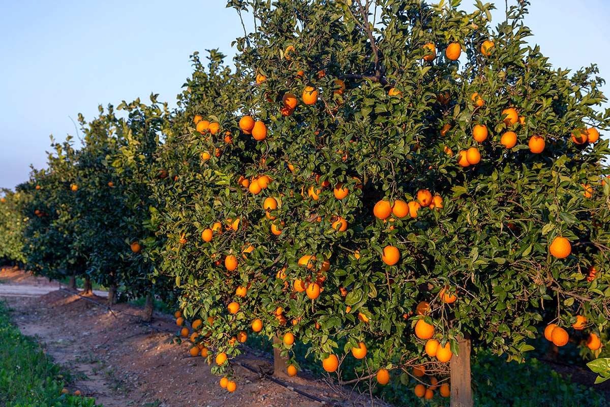 Image of Citrus sinensis specimen.