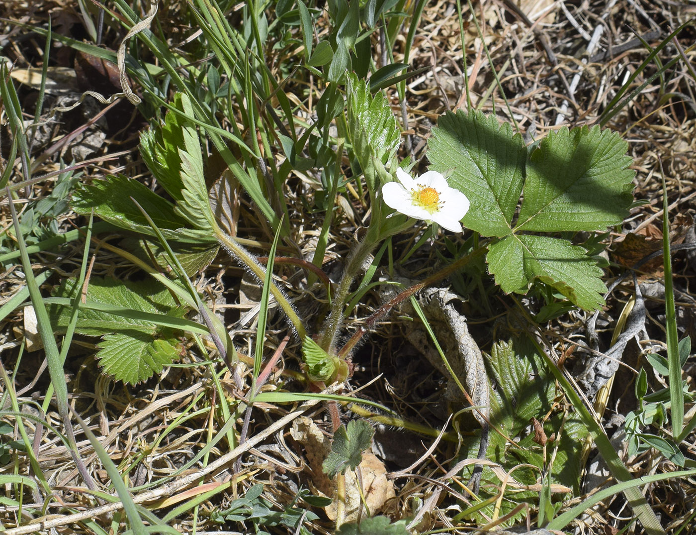 Изображение особи Fragaria vesca.