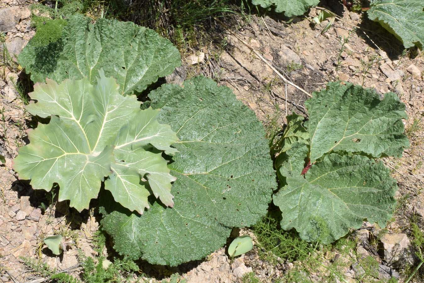 Изображение особи Megacarpaea orbiculata.