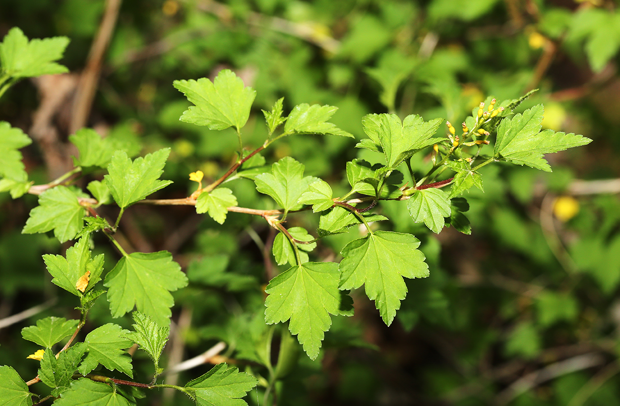 Image of Ribes komarovii specimen.