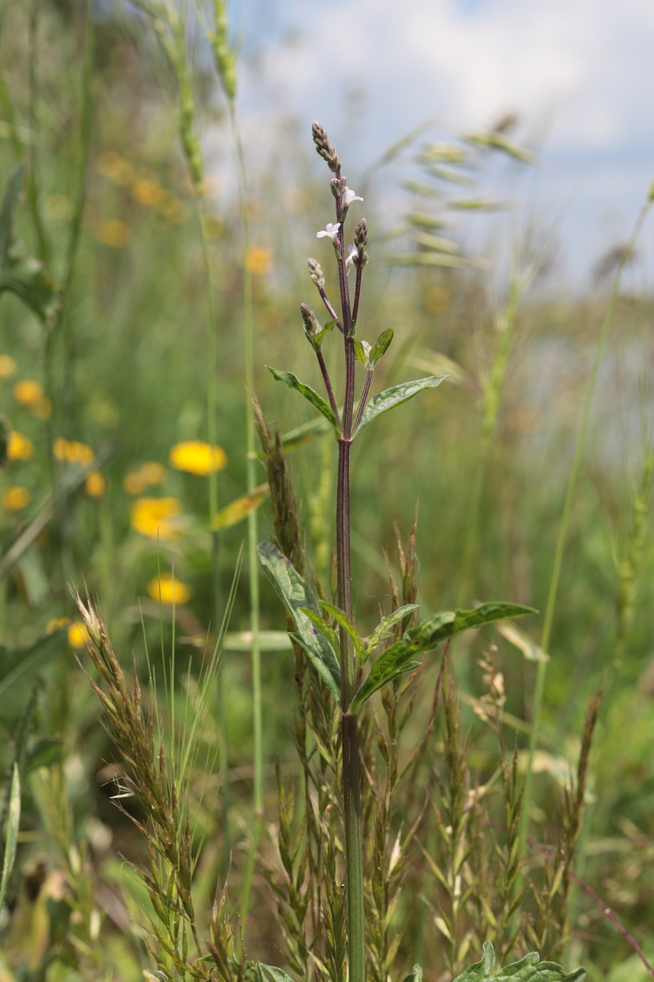 Изображение особи Verbena officinalis.