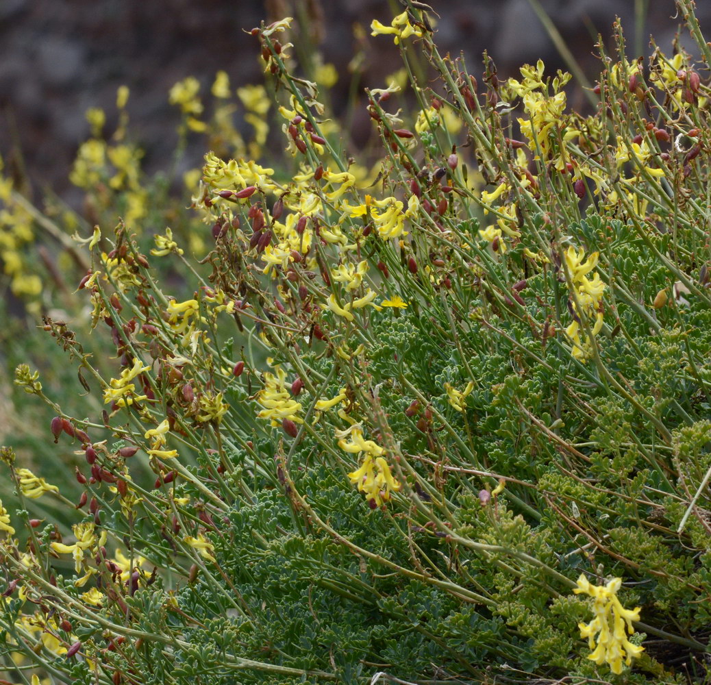 Изображение особи Corydalis pseudoadunca.