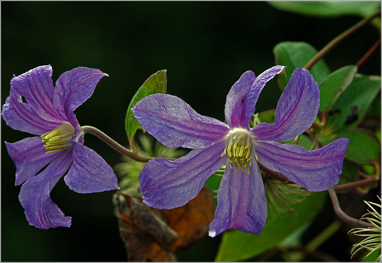 Изображение особи Clematis &times; jackmanii.