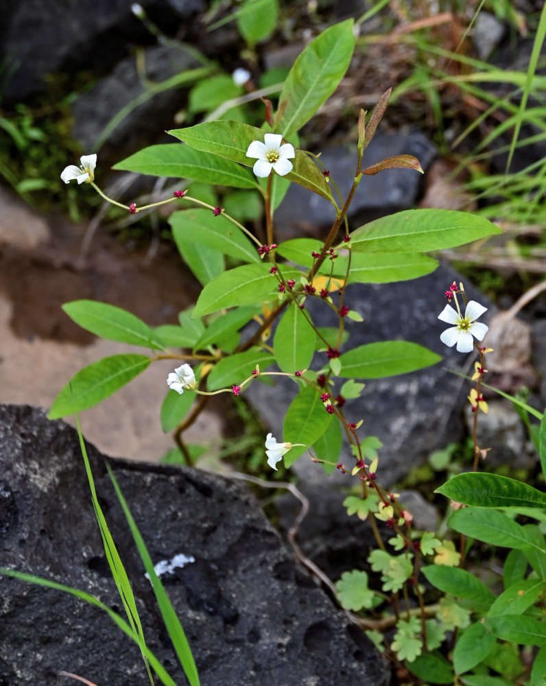 Изображение особи Saxifraga cernua.