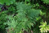 genus Pteridium. Вегетирующие растения в сообществе с Petasites amplus, Heracleum, Angelica и Rubus. Сахалин, Корсаковский гор. округ, пик Чехова, ≈ 500 м н.у.м., опушка смешанного леса. 17.08.2022.