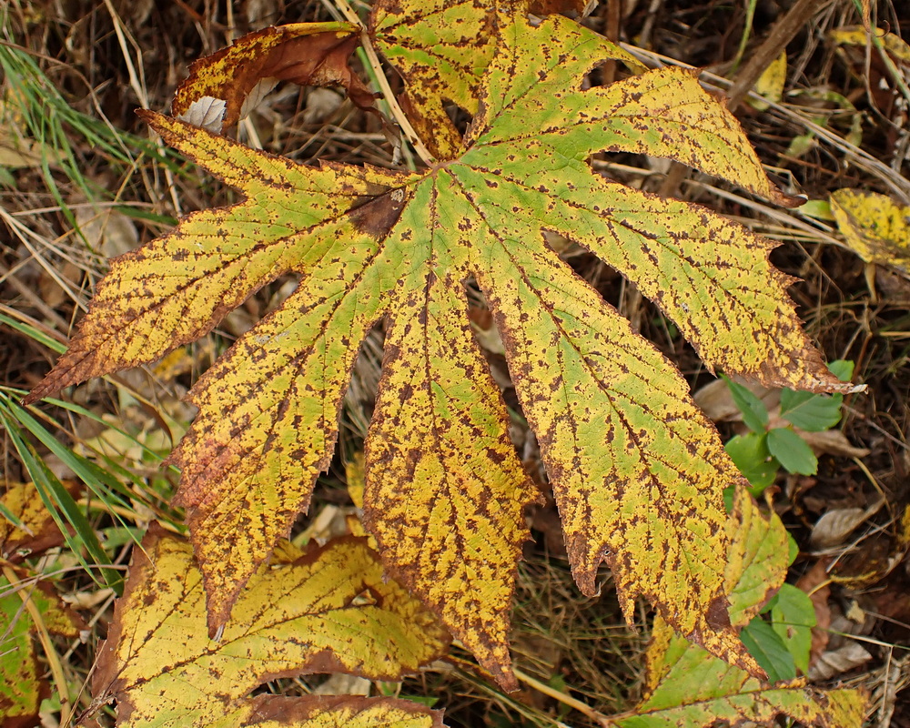 Изображение особи Filipendula palmata.