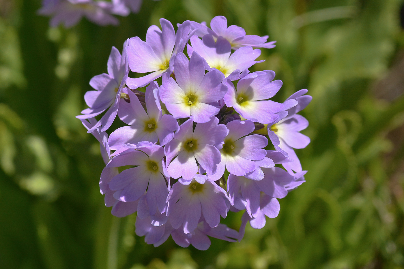 Image of Primula auriculata specimen.