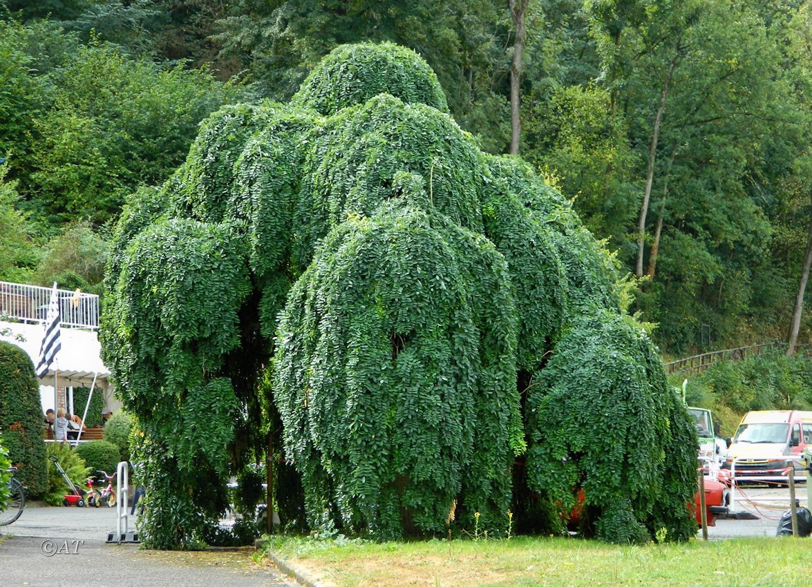 Image of Styphnolobium japonicum specimen.