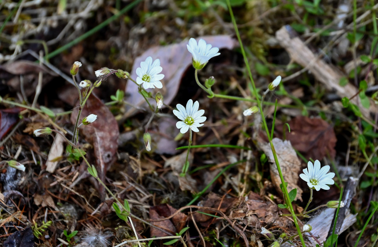 Изображение особи Cerastium regelii.