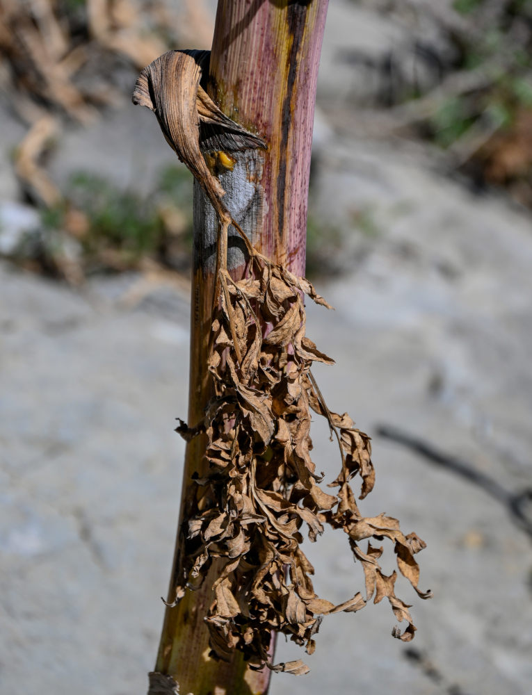 Image of Ferula inciso-serrata specimen.