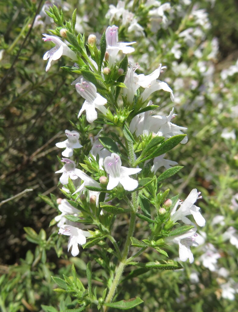 Image of Satureja pilosa specimen.