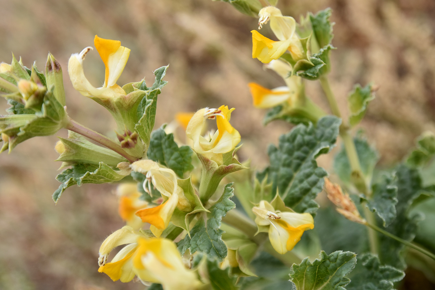 Изображение особи Eremostachys tuberosa.