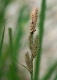 Carex acutiformis. Соцветие с мужским (вверху) и женскими колосками. Краснодарский край, Крымский р-н, окр. станицы Неберджаевская, ур. Темрючки, дубово-грабовый лес, у лесного ручья. 26.04.2024.