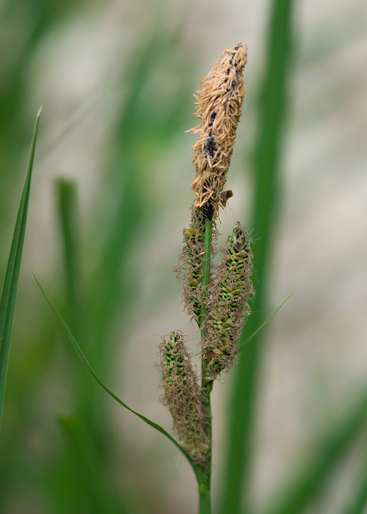 Image of Carex acutiformis specimen.