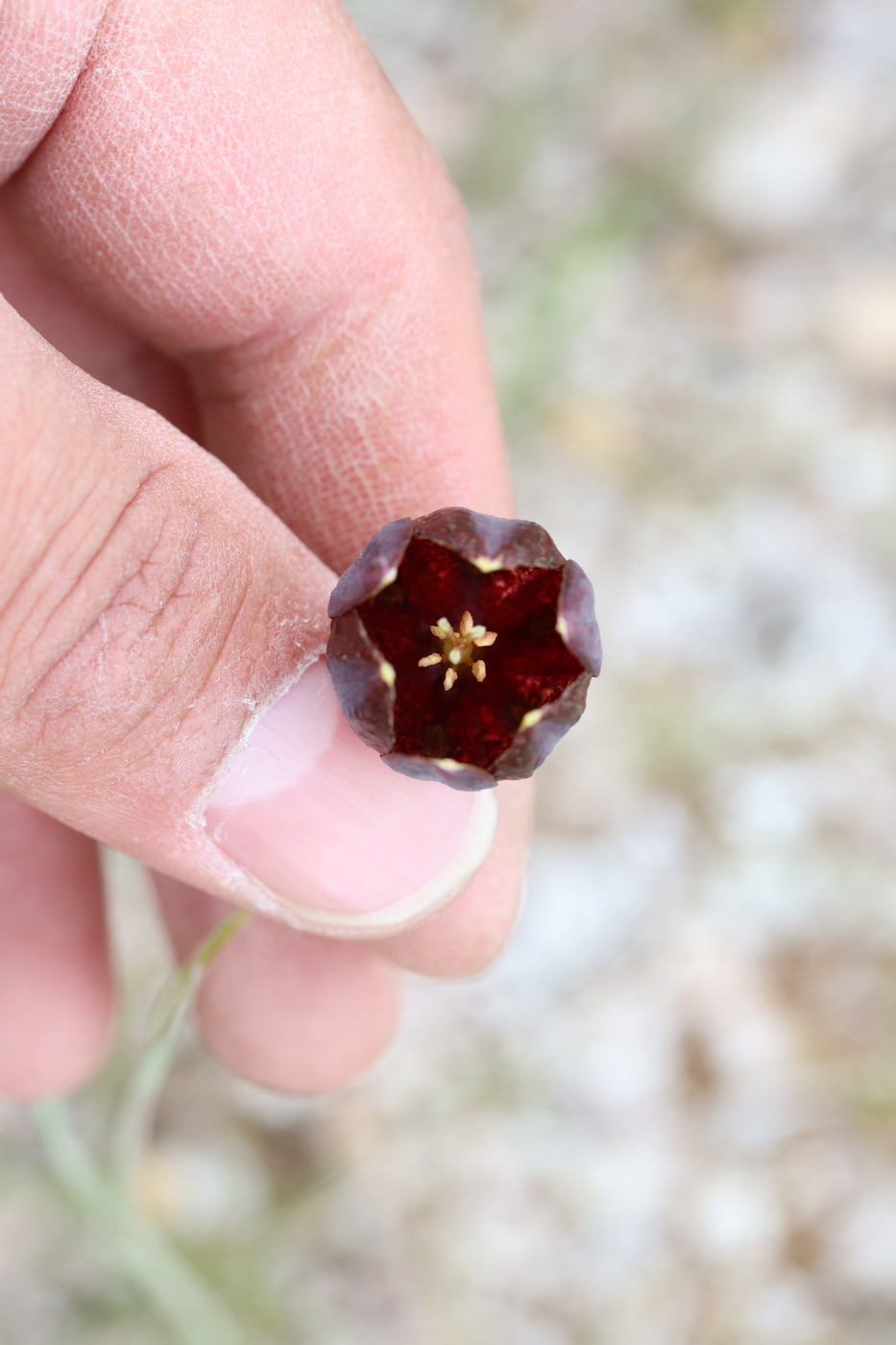 Image of Fritillaria meleagroides specimen.