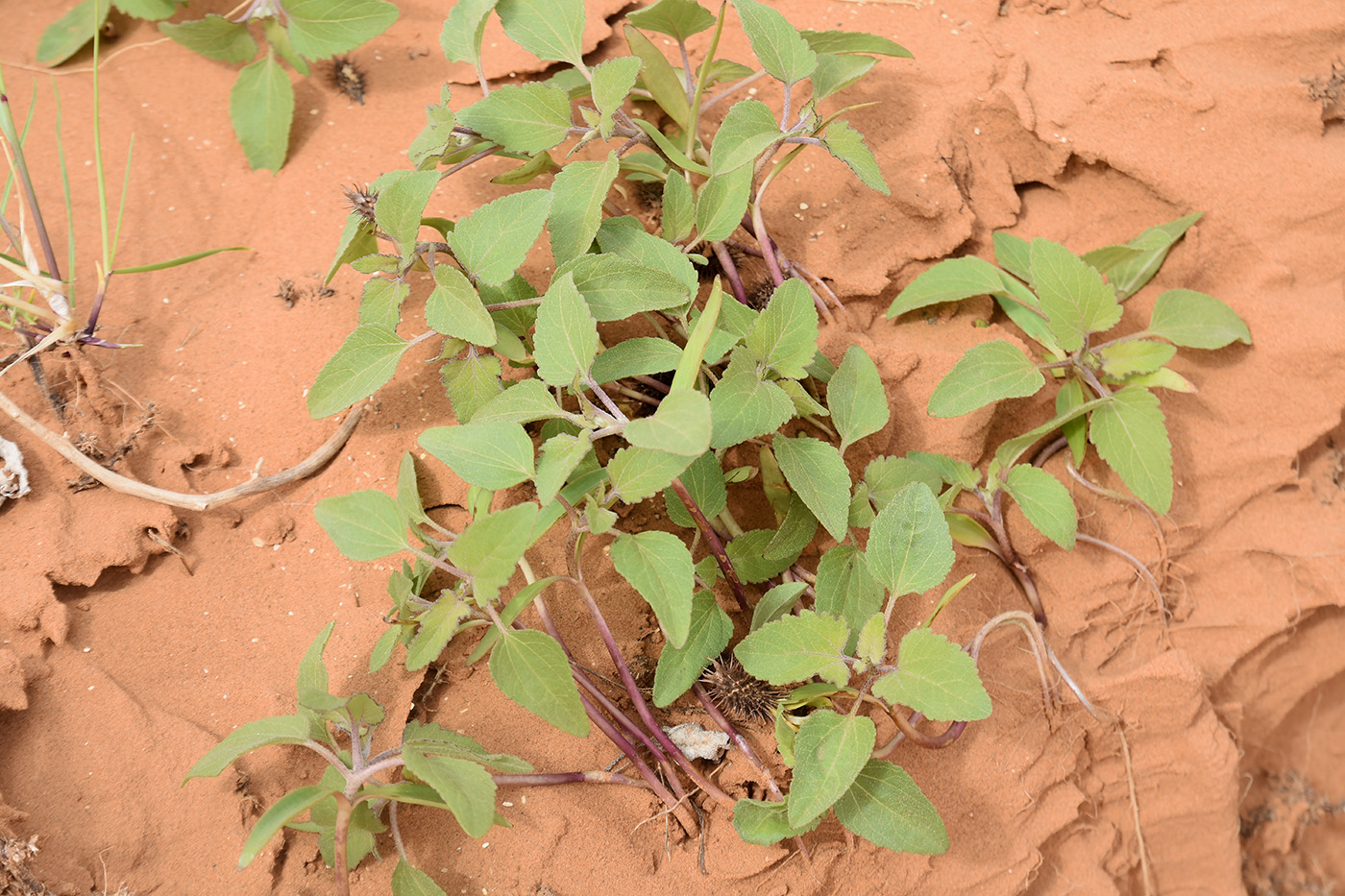 Image of Xanthium orientale specimen.