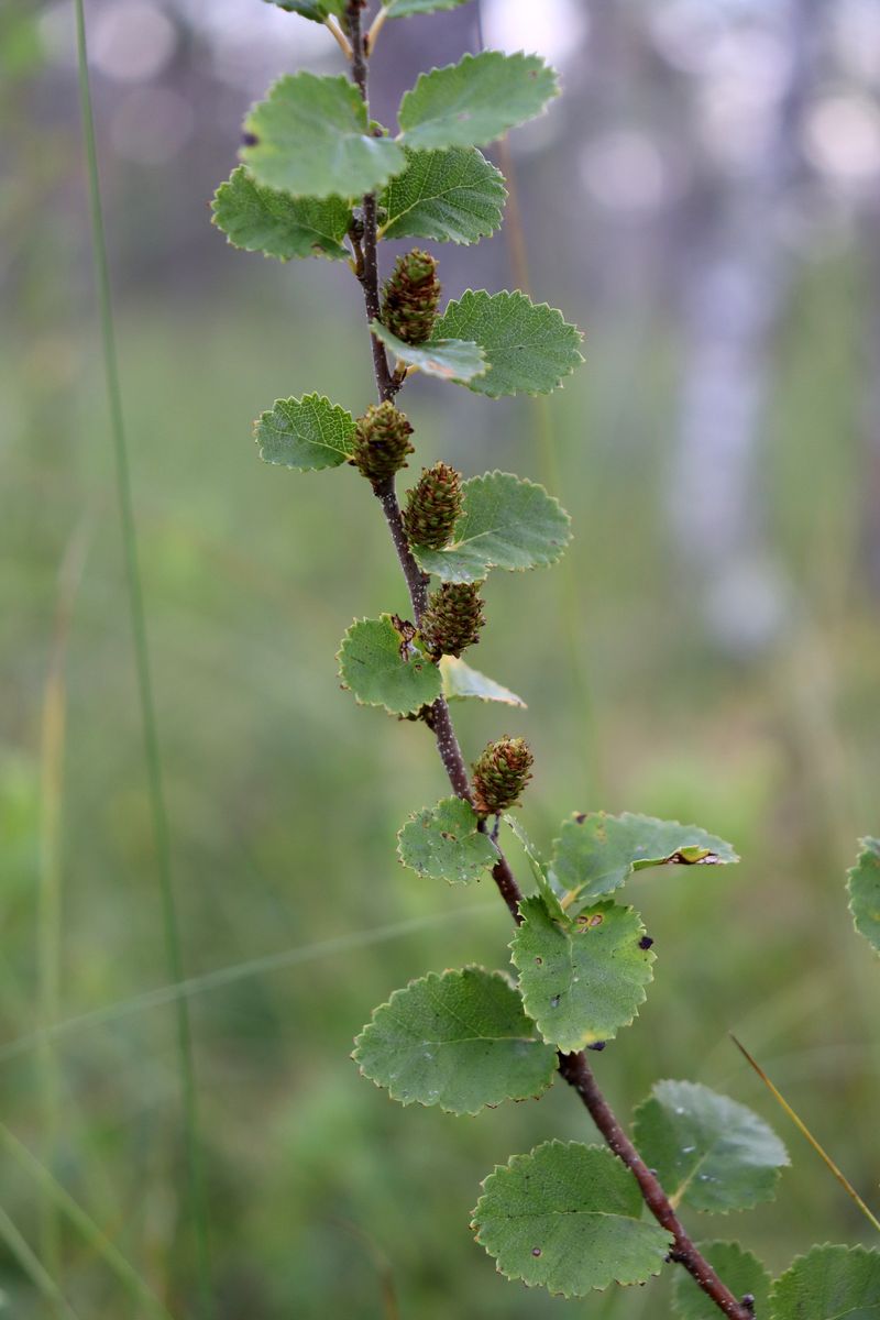 Image of Betula humilis specimen.