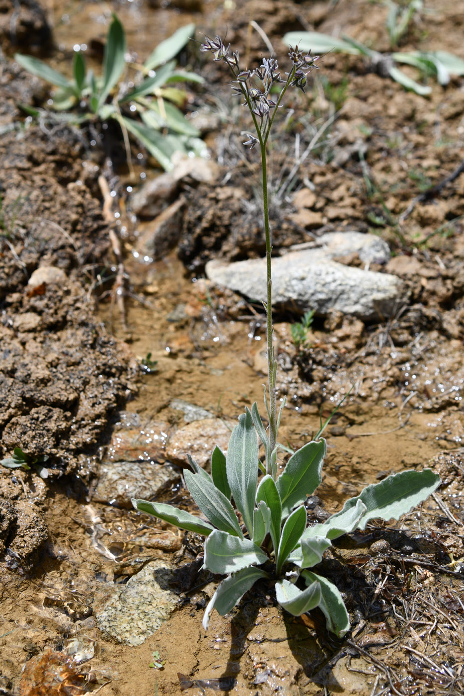 Image of Lindelofia stylosa specimen.