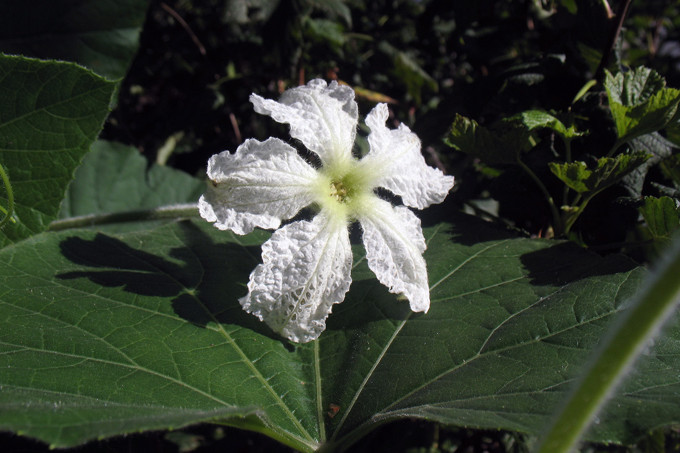 Image of Lagenaria siceraria specimen.