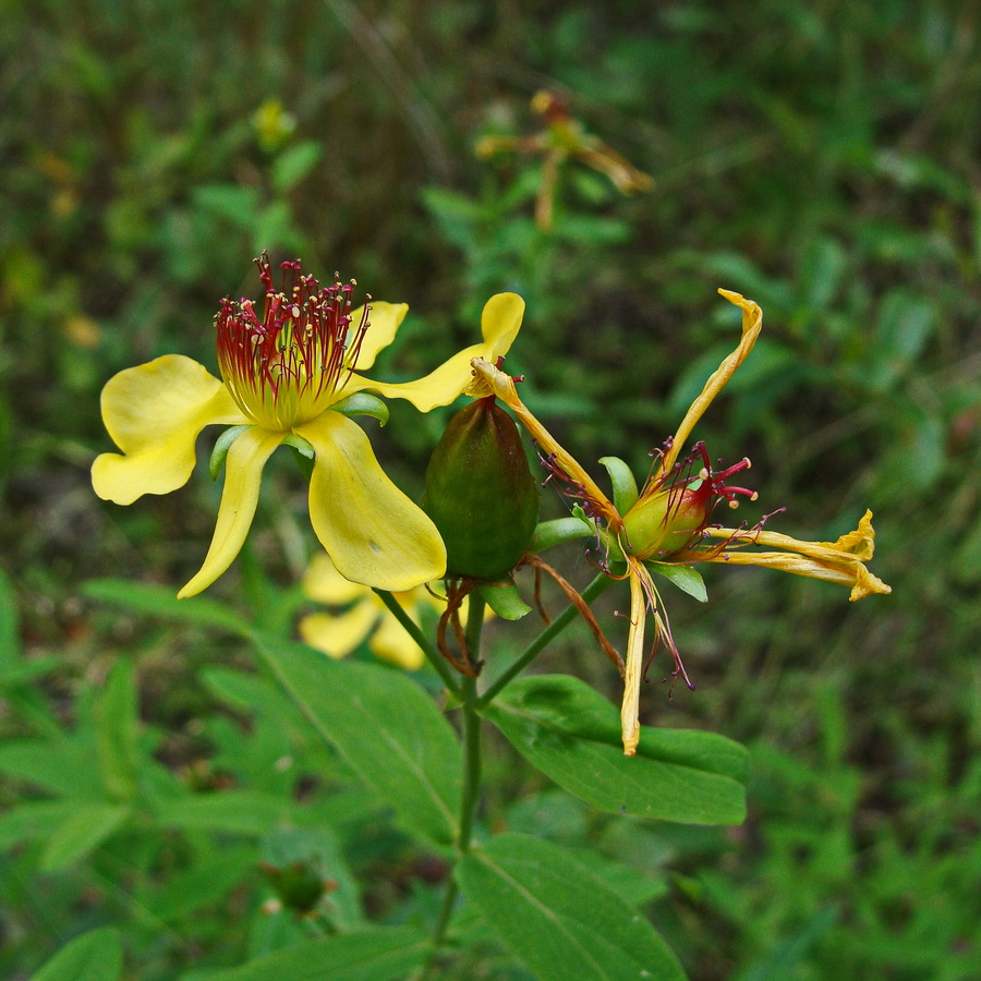 Image of Hypericum gebleri specimen.