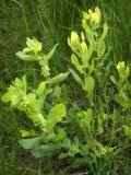 Cerinthe minor