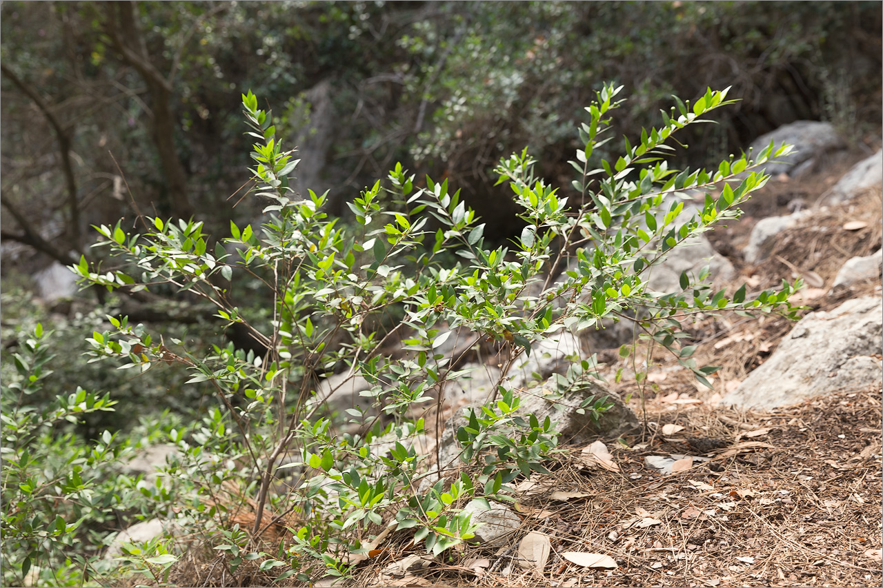 Изображение особи Myrtus communis.