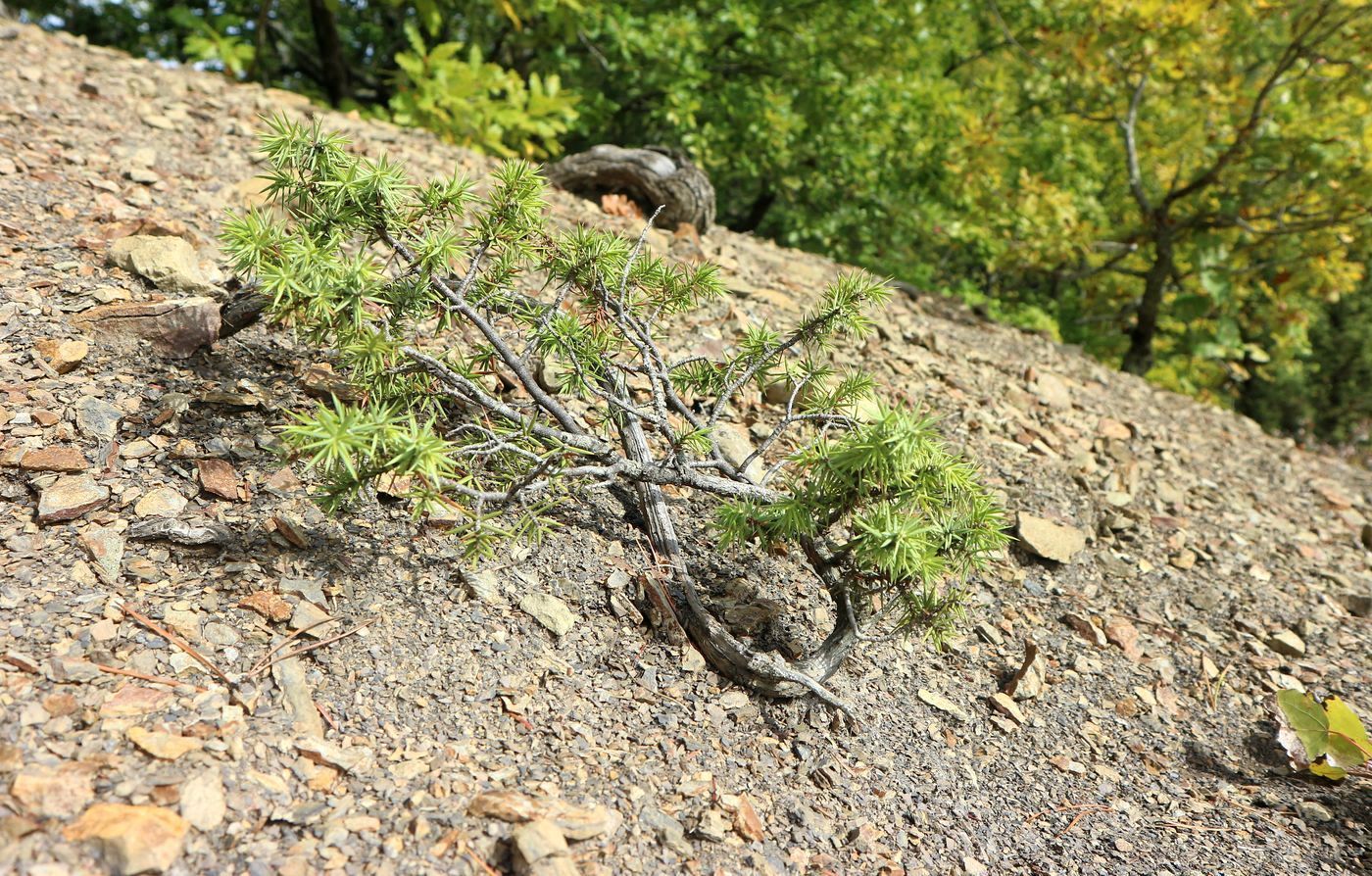 Изображение особи Juniperus deltoides.