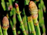 Equisetum fluviatile